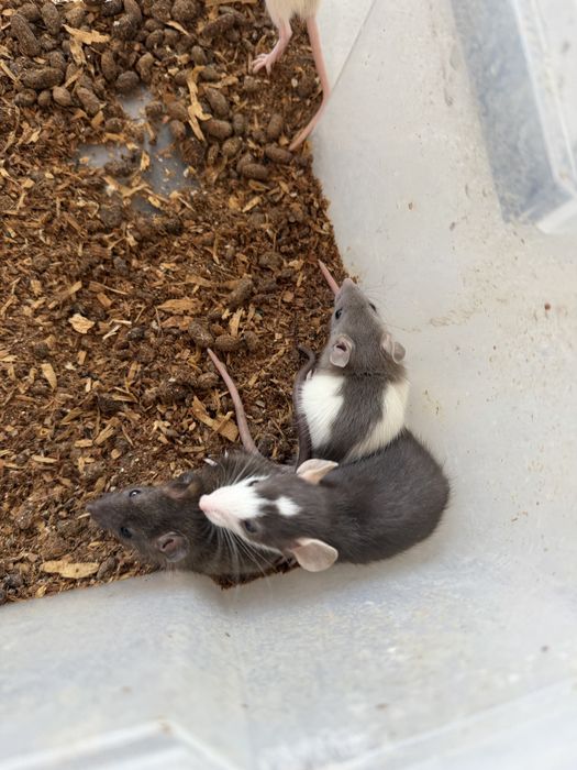 Șobolani dumbo rex si normali de companie