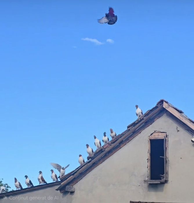 Porumbei straseri