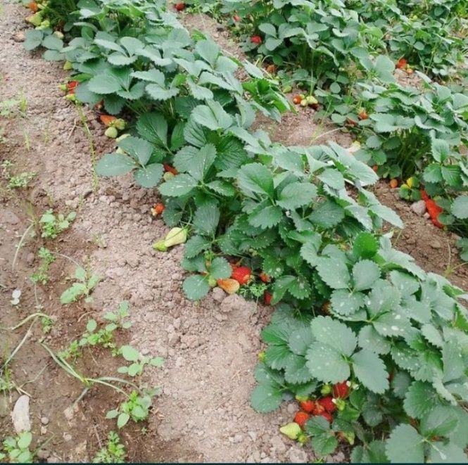 Qulupnay kõcat kafolati bilan