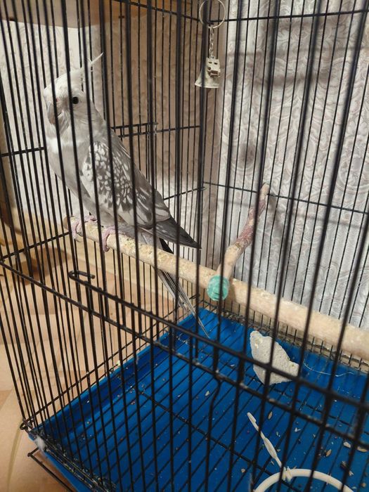 Продам попугая Корела с клеткай