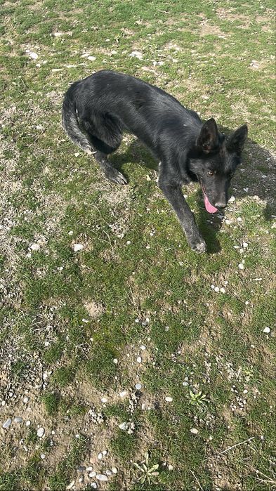 Немецкий овчарка