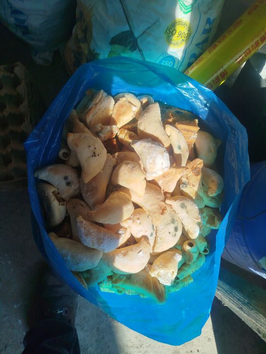 Mol,choʻchqa,parranda boqadigan lar diqqatiga