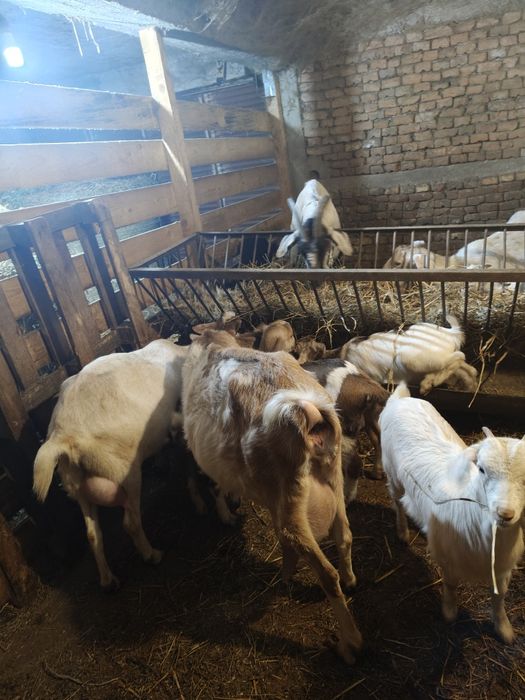 Продавам Кози с ярета