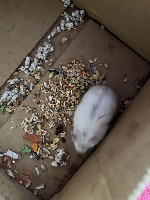 Hamster pitic rusesc