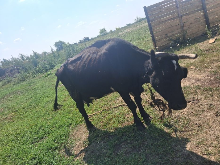 Продам корову с телятами