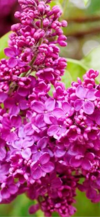 Butafi de liliac 25 lei buc