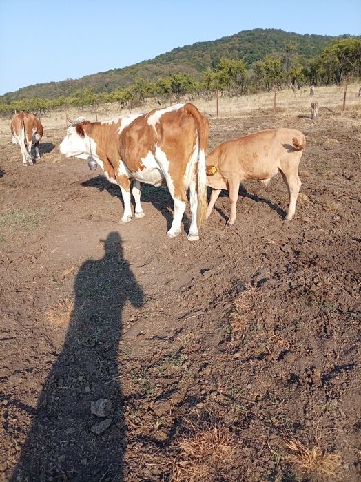 Vând vaca baltata românească