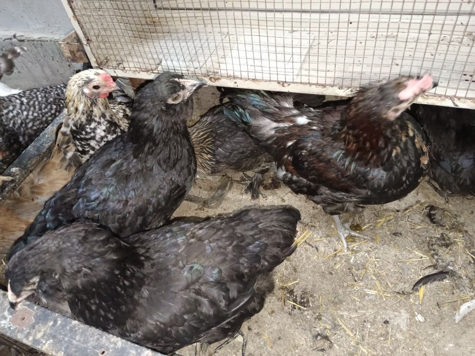 Домашние яйца продаются.
Уй тухуми сотилади.