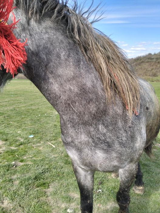 Vand.cal sau schimb 4 ani