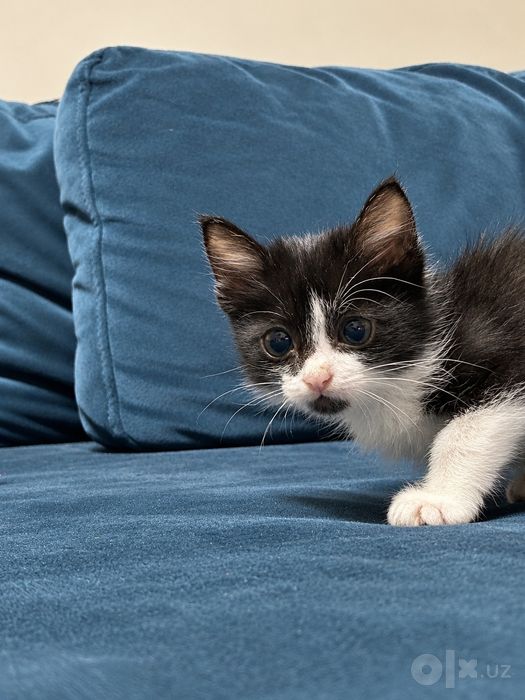 Очень милый котенок