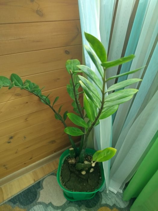 Продам замиакулькас