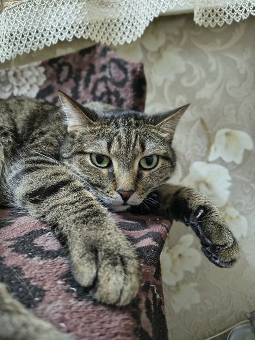 Шикарный кот ищет дом