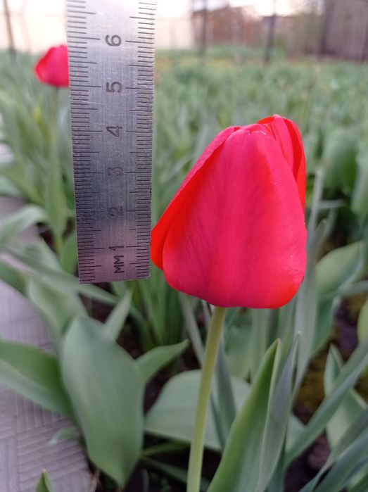 Тюльпаны на срез