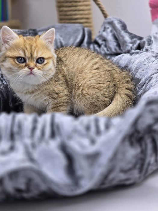 Котик и кошечка британские