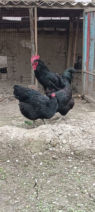 Qora shagʻzoda tuxumlari sotiladi