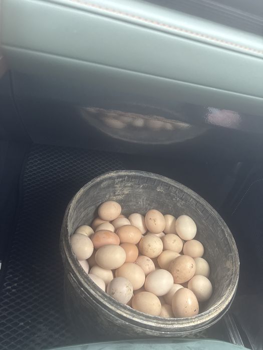 Продаю домашние яйца из Той тюпы