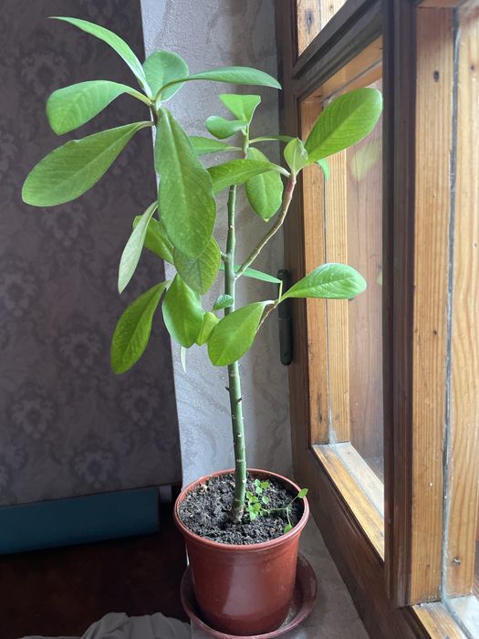 Домашние ростения