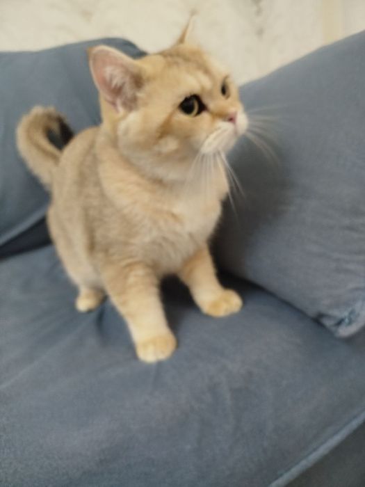 Продам британский шиншилла мальчика