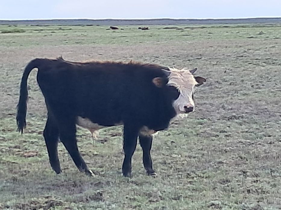 Бычок, торпак оптом бычки естть