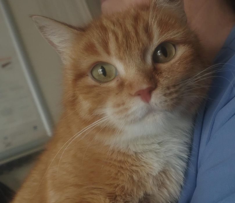 Отдам в добрые руки.