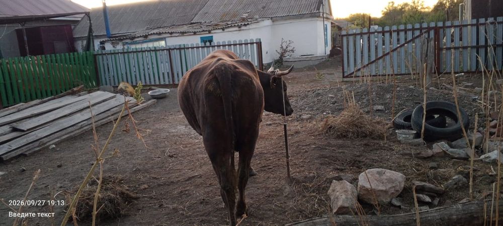 Продается корова,2-ым отелом.