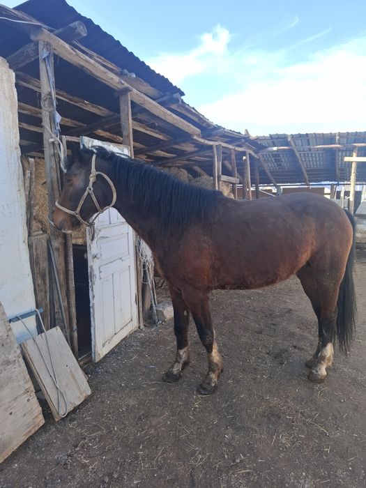 Жеребец 6 лет срочно