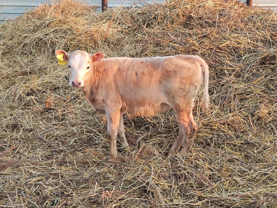 Продам телят 4 месяцев