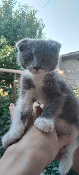 Продам шотландского котенка