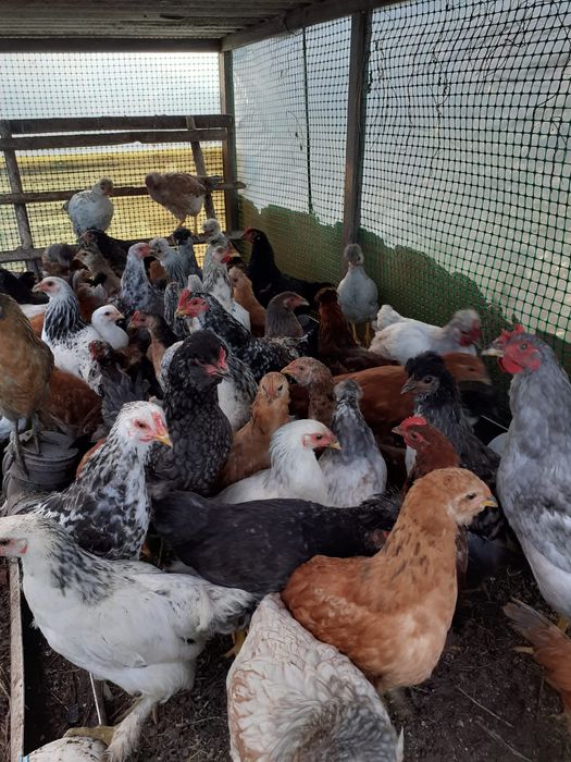 Продам курей домашних, молодка