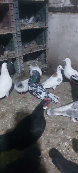 Челкар туркмени лет с игрой летные