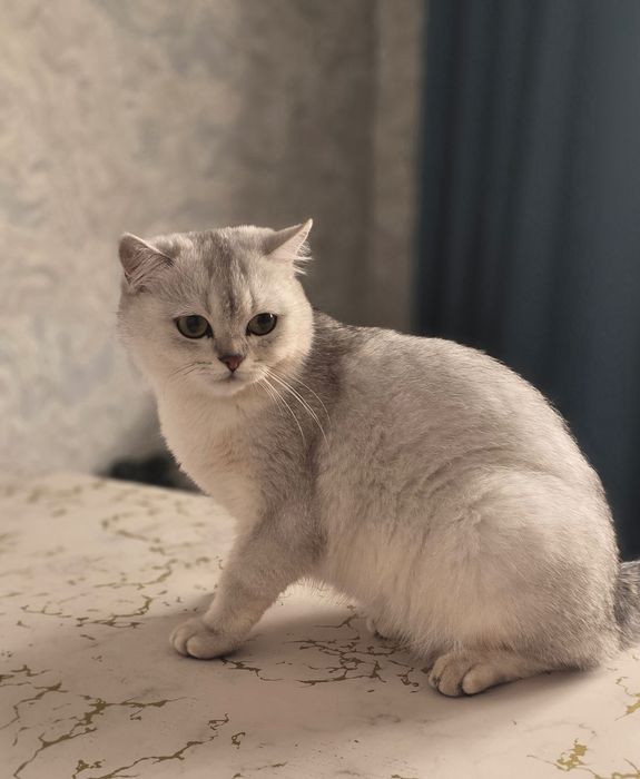 Продается кошечка