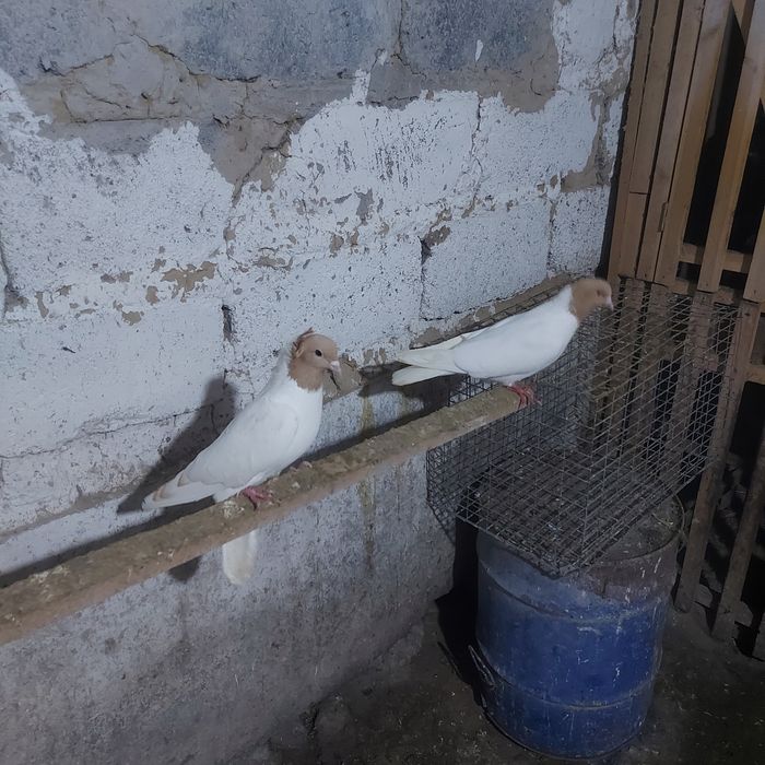 Сары бас  чубати самка лиси самец