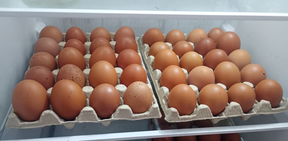 Vând ouă  de casă (bio) !!