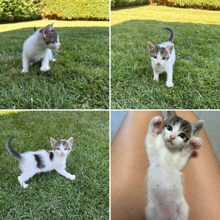 Pisicute spre adoptie