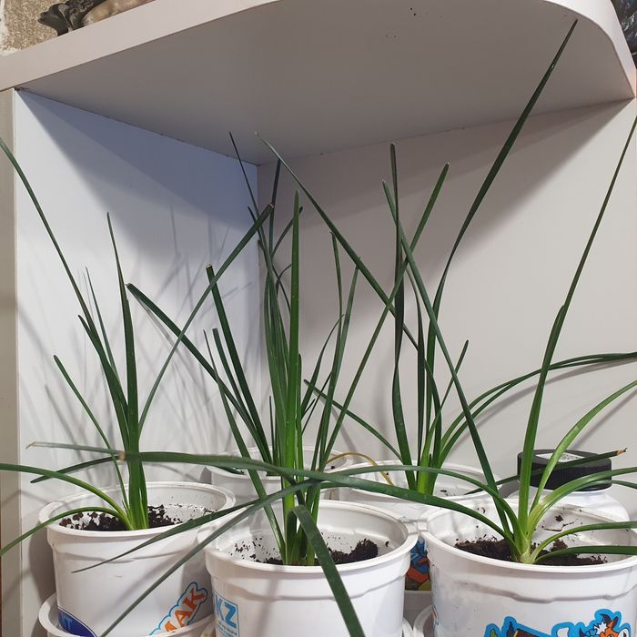 Продам цветы Зефирантес