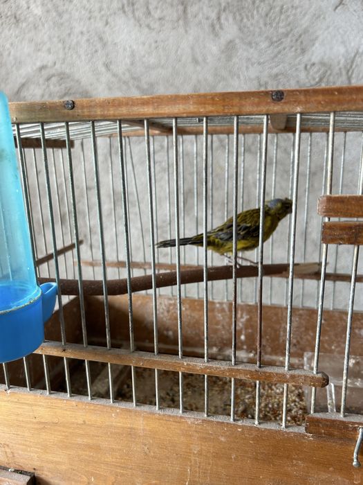 Самка канарейки обмен