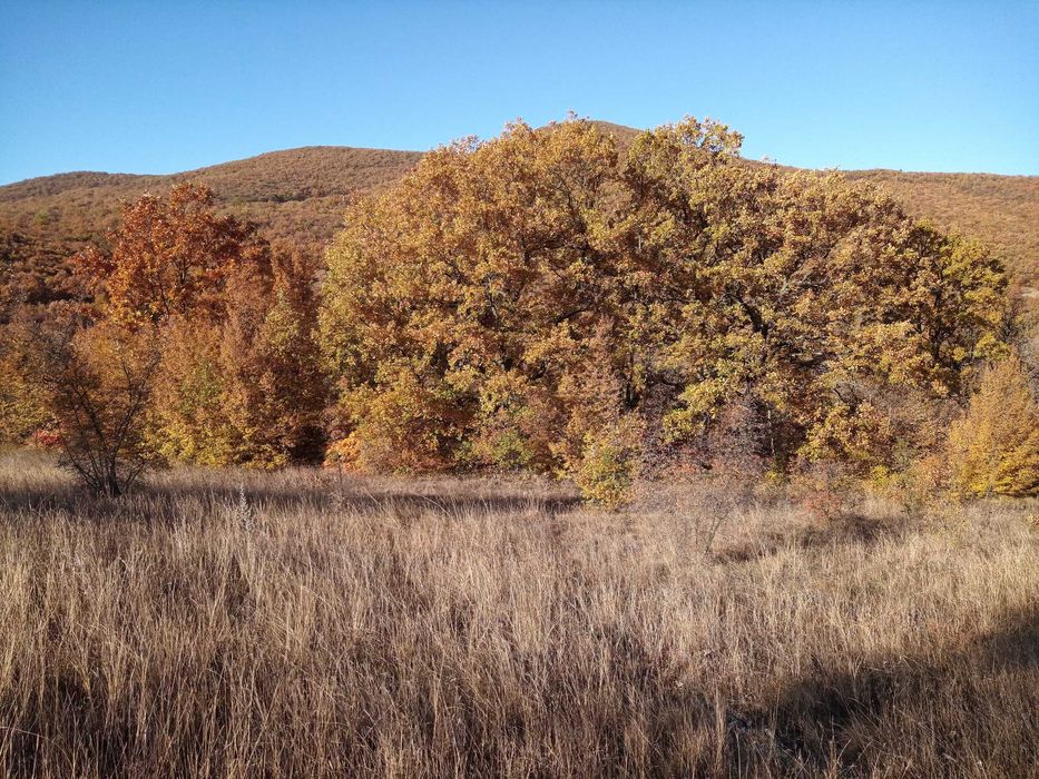 Продава се Парцел в с. Лясково, Област Стара Загора - 6967 кв.м за 5 €/кв.м - Снимка #4