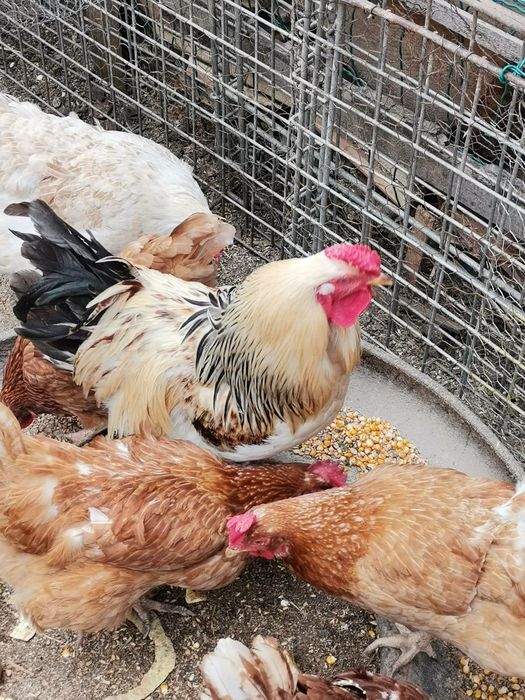 Vând sau schimb cocoși!