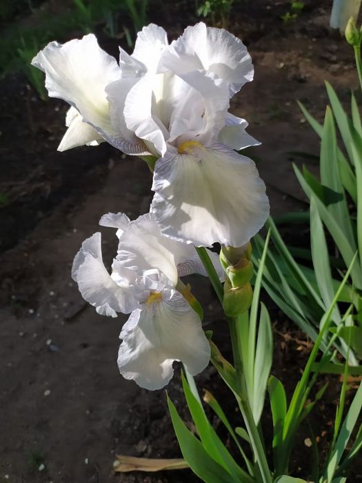 Многолетние цветы ирис жетый