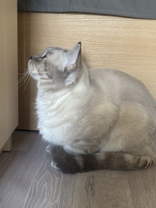 Вязка кошек скоттиш страйтт