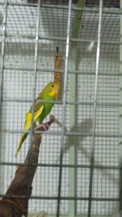 Продам волнистого попугая