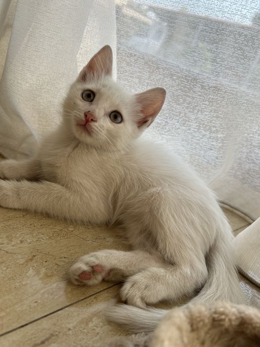 Отдам в хорошие руки котенка