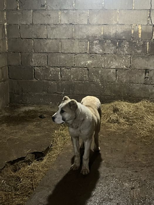 Еркек алабай күшік сатылады 5айлық