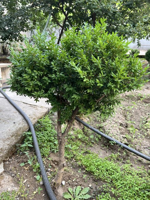 Декоративные кустарники с места выращивания самовывоз