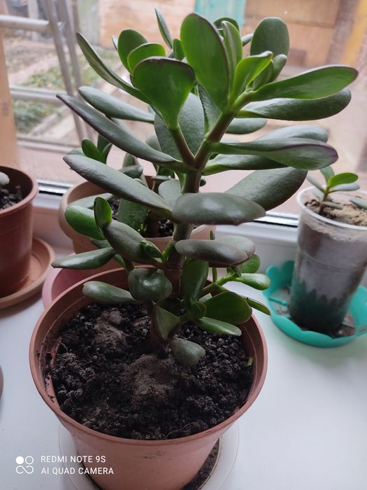 Продам денежное дерево