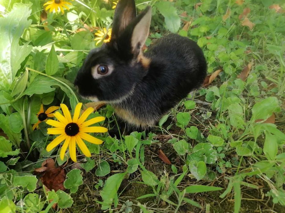 Karlik tikka quloq sames (erkak)