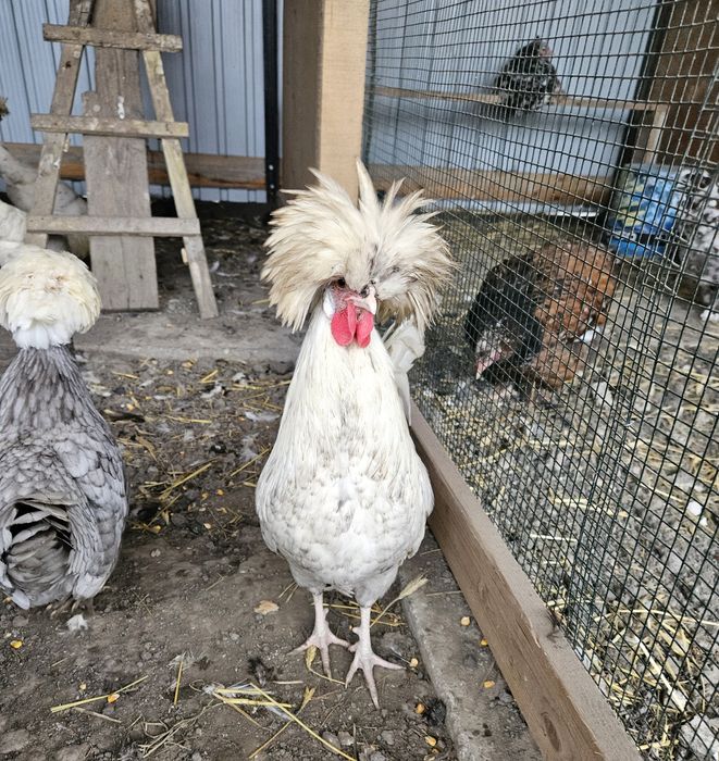 Cocoș moțată olandeză