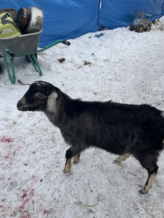 Нубийский козлик, рабочий