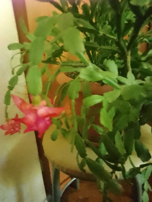 Продавам коледниче