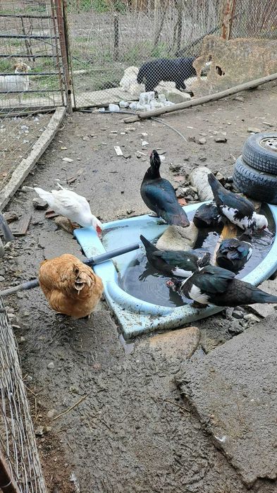 Pasari de curte, gaini, cocosi, rate